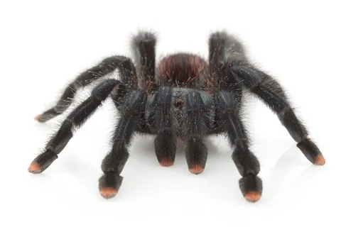 20637 versicolor pinktoe tarantula buying