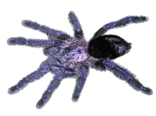 20637 versicolor pinktoe tarantula enclosure