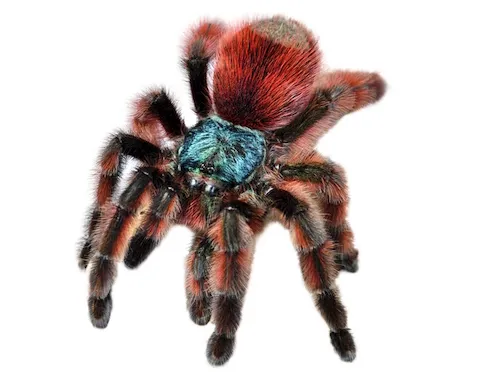 20637 versicolor pinktoe tarantula feeding