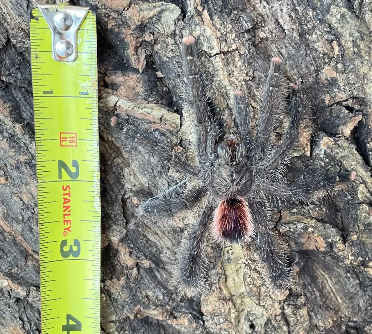 20637 versicolor pinktoe tarantula handling