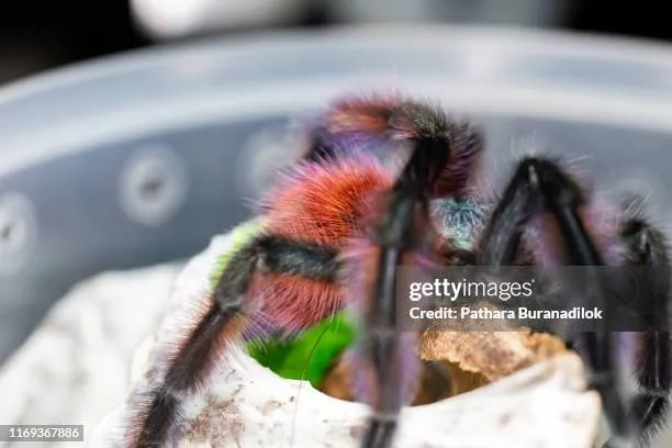 /img/20637-versicolor-pinktoe-tarantula-molting.webp