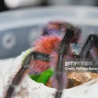 /img/20637-versicolor-pinktoe-tarantula-molting.webp