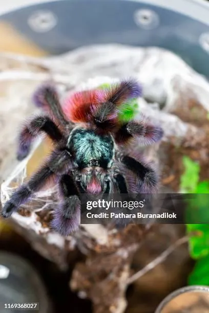 20637 versicolor pinktoe tarantula spiderling