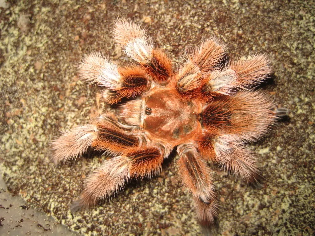 20638 chilean rose tarantula enclosure