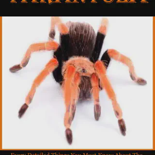 /img/20638-chilean-rose-tarantula-habitat.webp