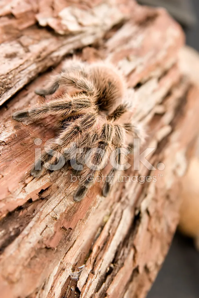 20638 chilean rose tarantula handling