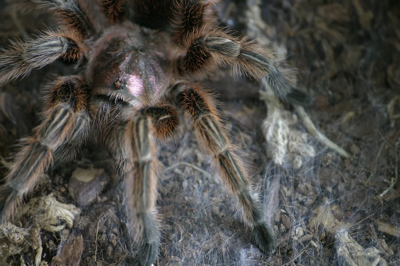 20638 chilean rose tarantula molting