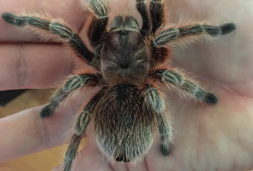 20638 chilean rose tarantula water