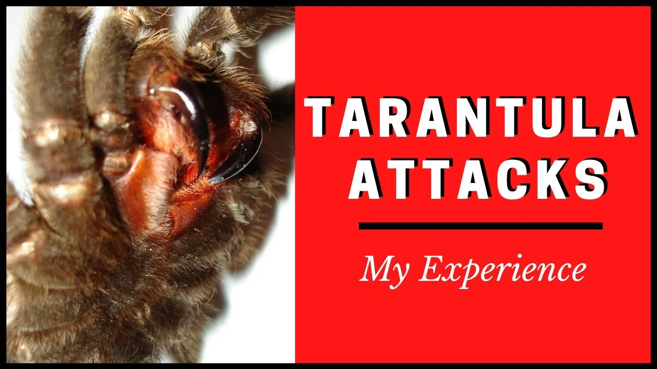20640 tarantula and ants
