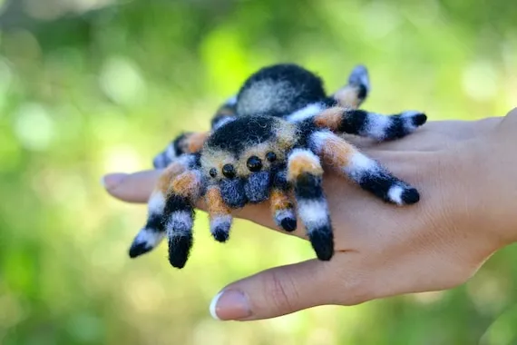 20642 jumping spider habitat