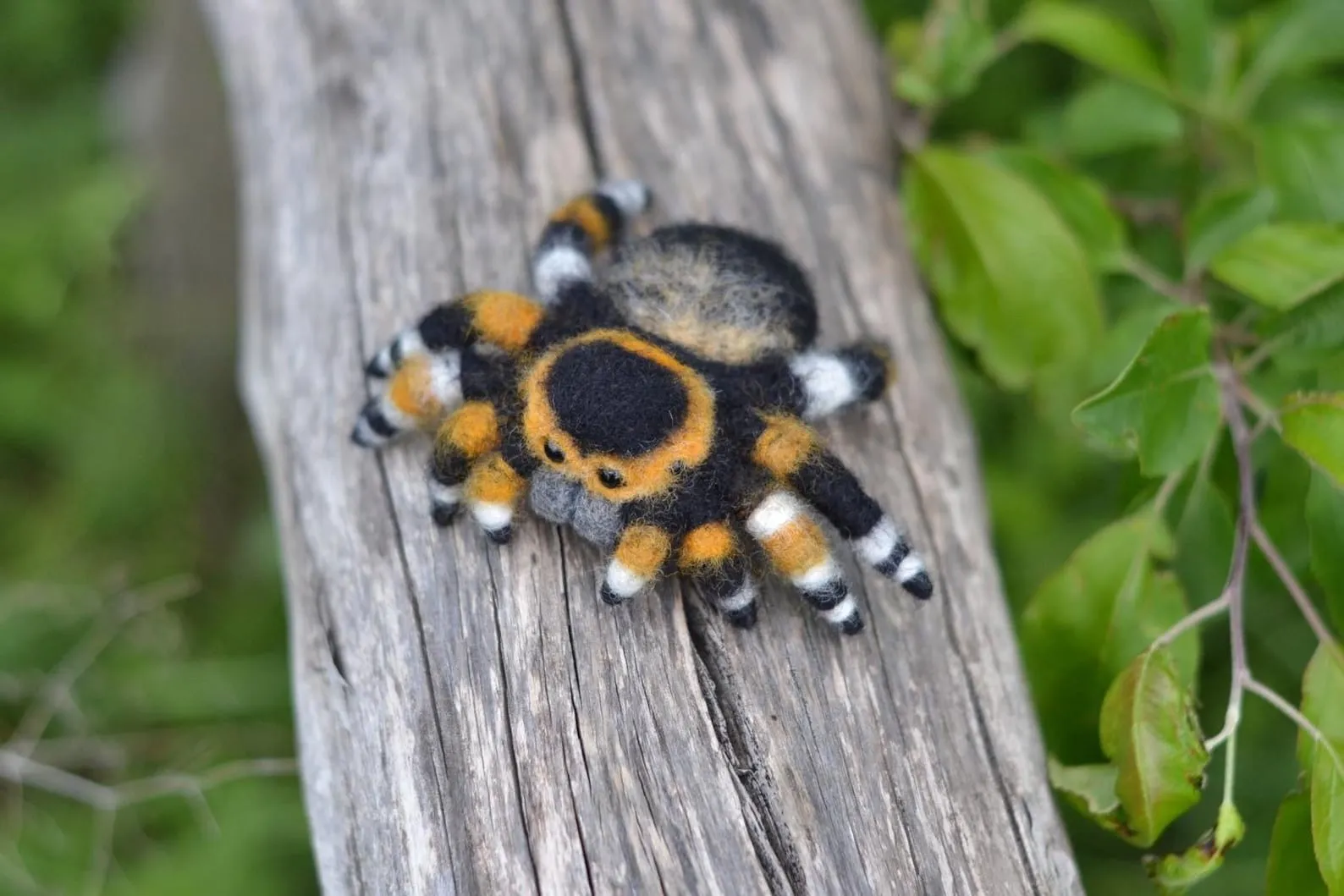 20642 jumping spider handling