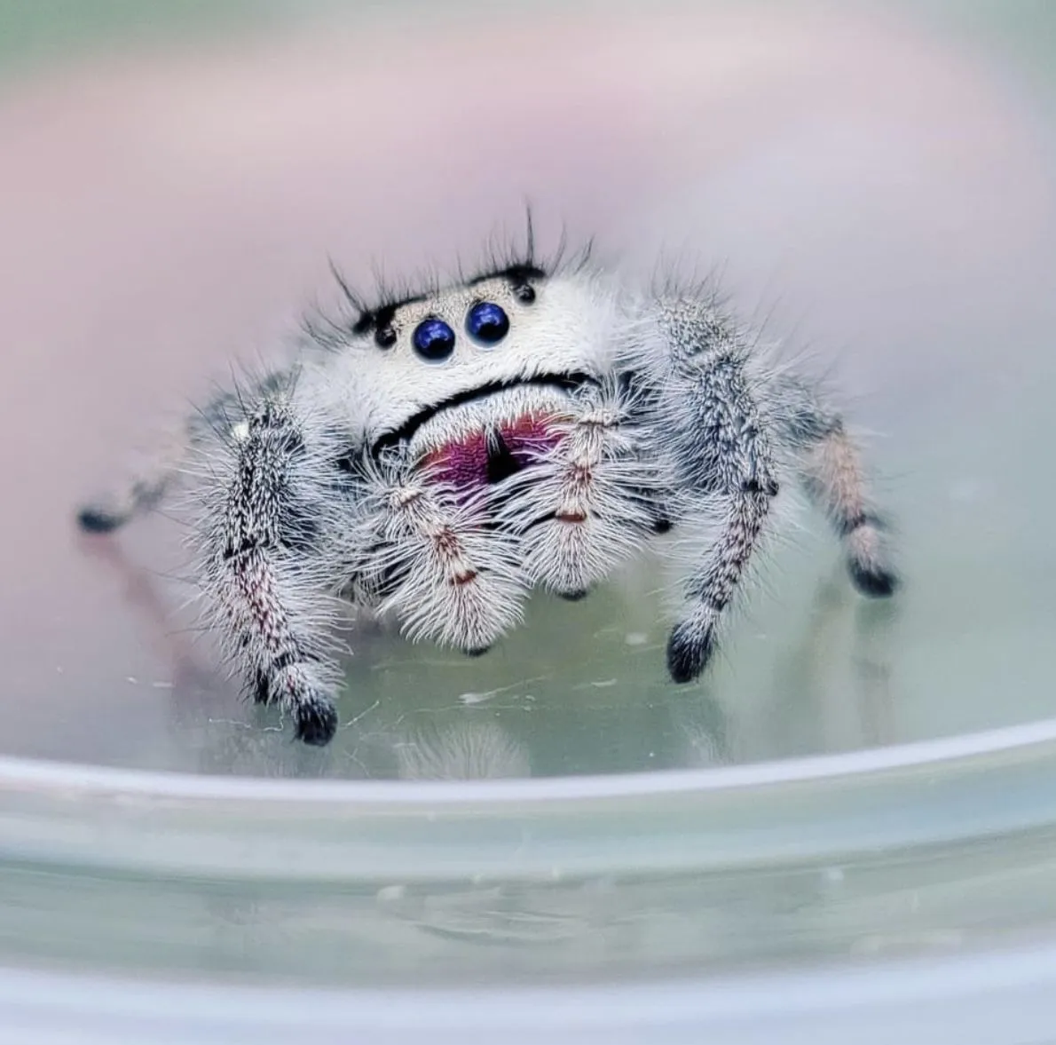 20642 tarantula close up