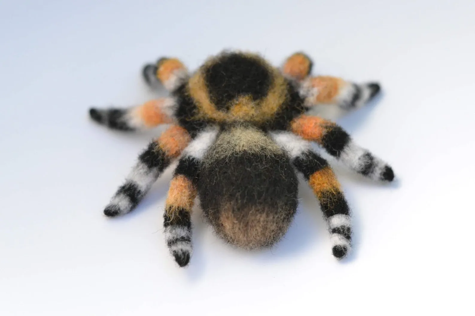 20642 tarantula habitat