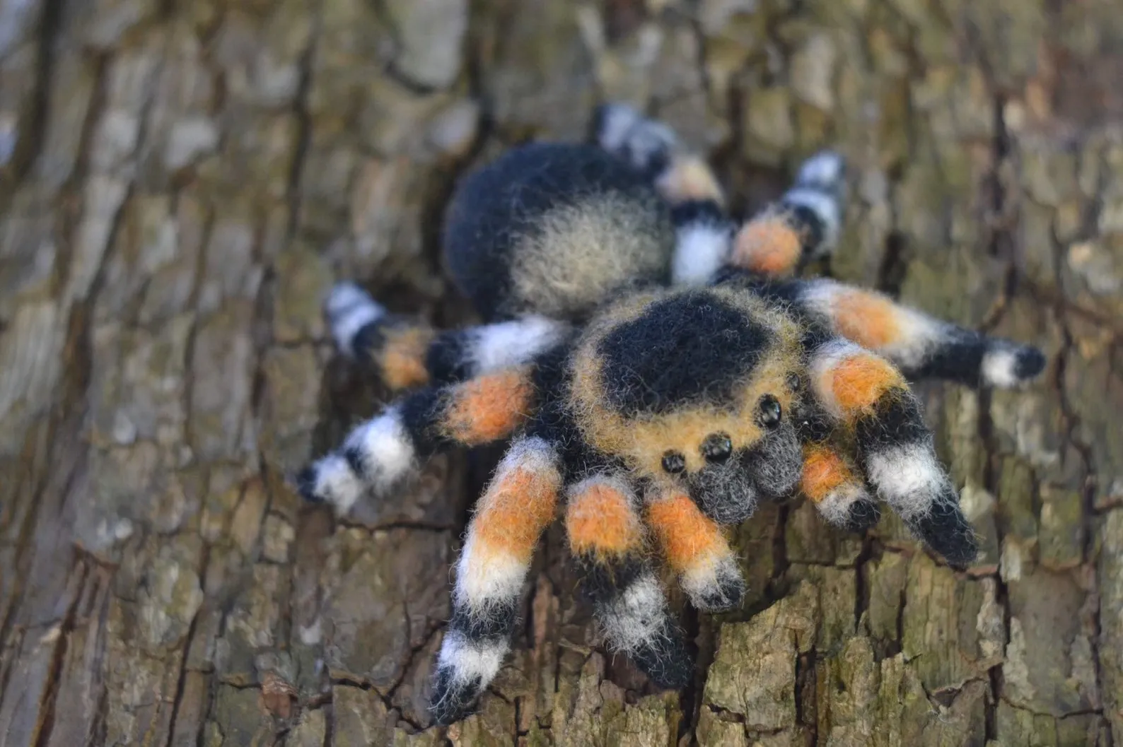 /img/20642-tarantula-handling.webp