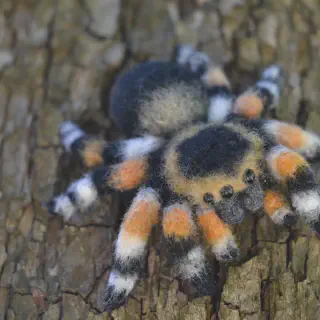 /img/20642-tarantula-handling.webp