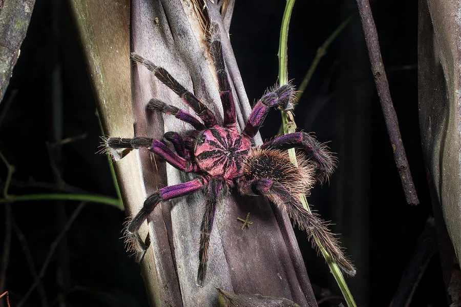 /img/20643-colombian-purple-tarantula-bite.webp