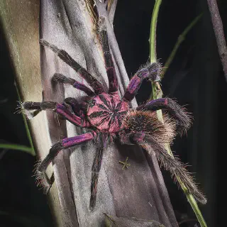 /img/20643-colombian-purple-tarantula-bite.webp