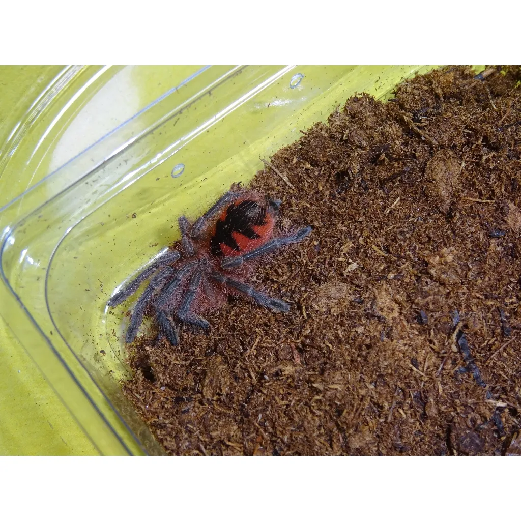 20643 colombian purple tarantula breeder