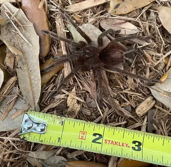 20643 colombian purple tarantula enclosure