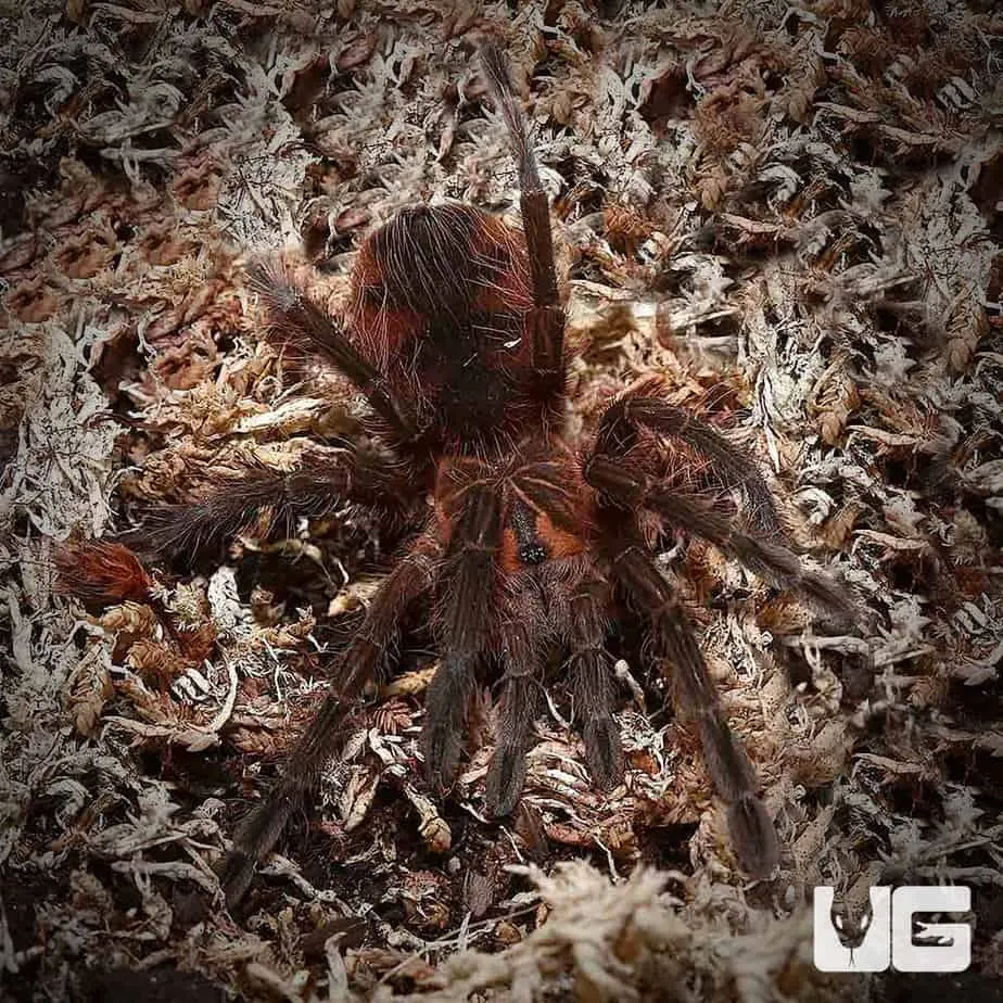 20643 colombian purple tarantula feeding