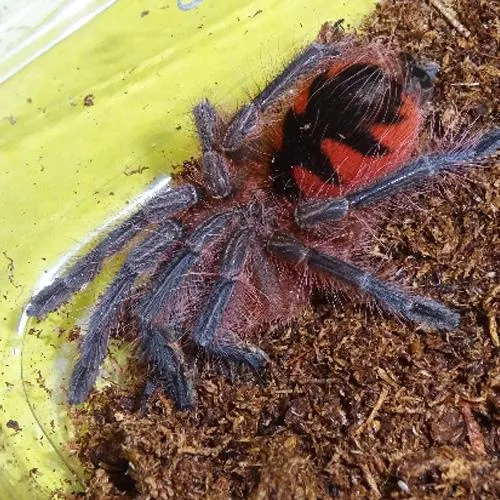 20643 colombian purple tarantula habitat