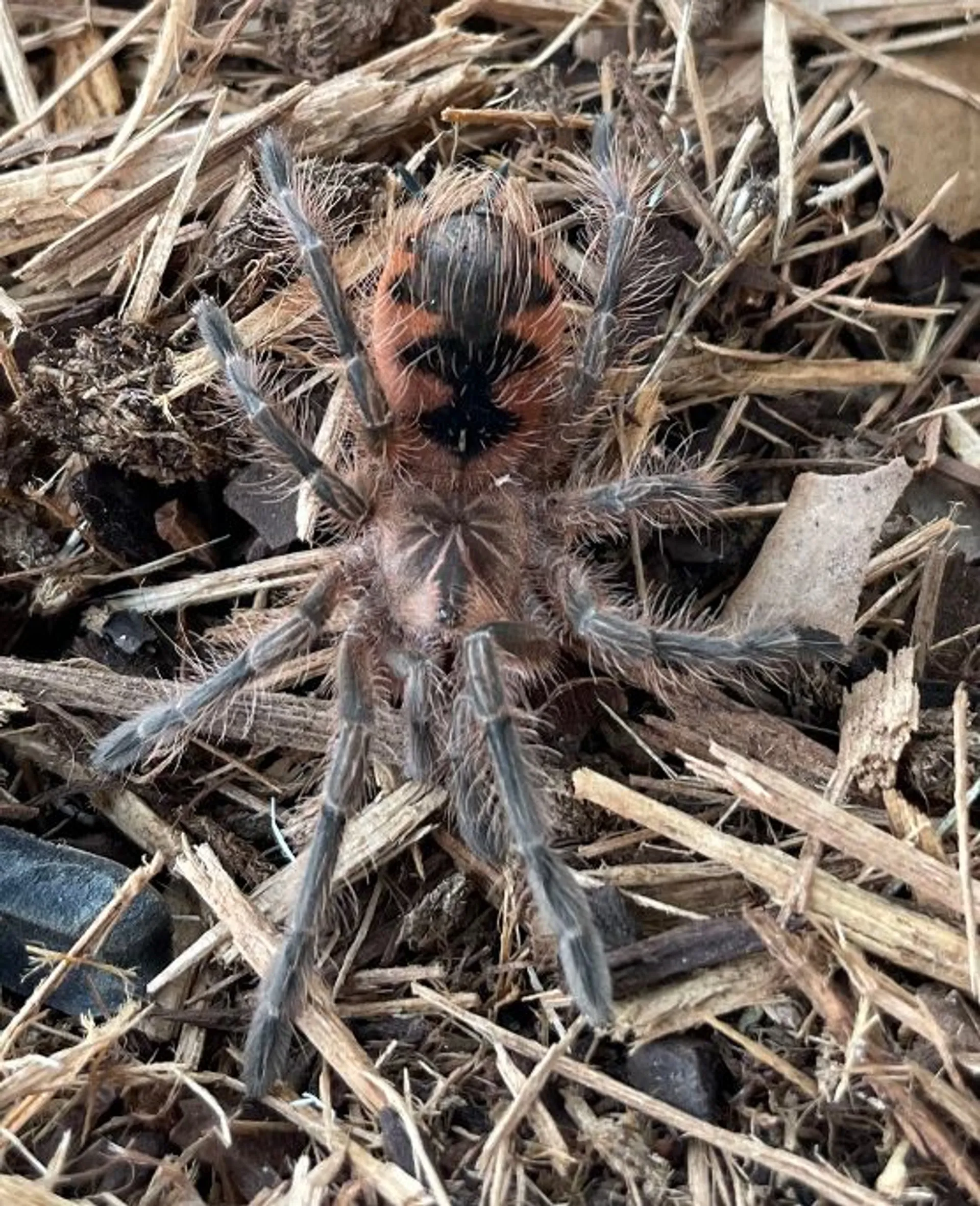 20643 colombian purple tarantula handling