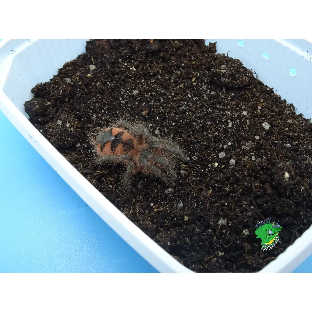 20643 colombian purple tarantula molting