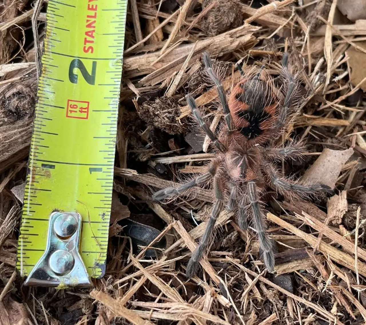 20643 colombian purple tarantula size