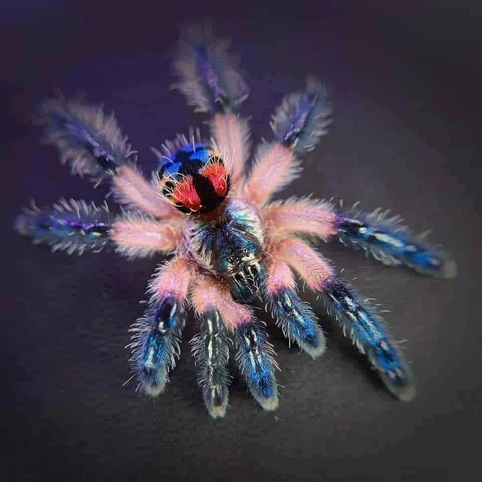 20644 brazilian jeweled tarantula feeding