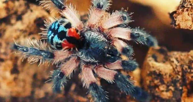 20644 brazilian jeweled tarantula handling