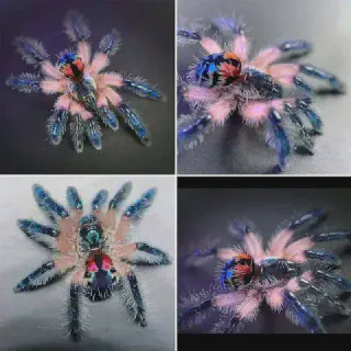 /img/20644-brazilian-jeweled-tarantula-healthy.webp