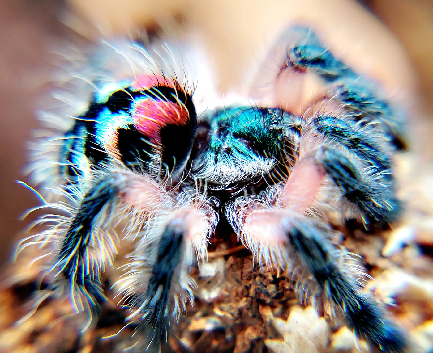20644 brazilian jeweled tarantula in enclosure