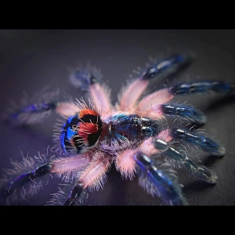 20644 brazilian jeweled tarantula molting