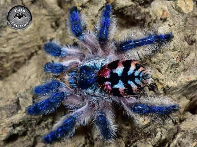 20644 brazilian jeweled tarantula substrate