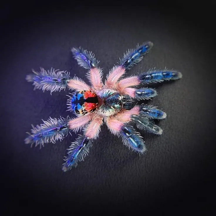 20644 brazilian jeweled tarantula water dish