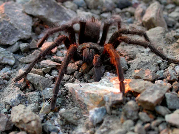 /img/20645-tarantula-urdu-conservation.webp