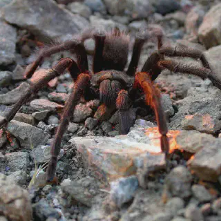 /img/20645-tarantula-urdu-conservation.webp