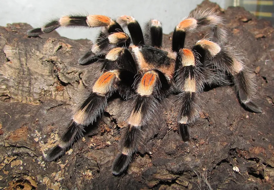 20645 tarantula urdu feeding