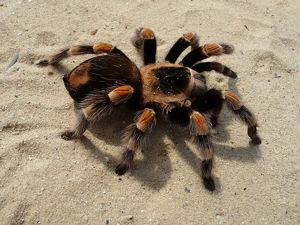 20645 tarantula urdu handling