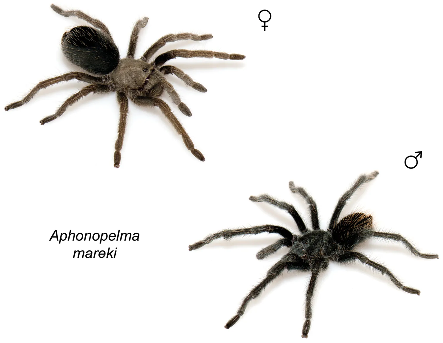 20645 tarantula urdu health