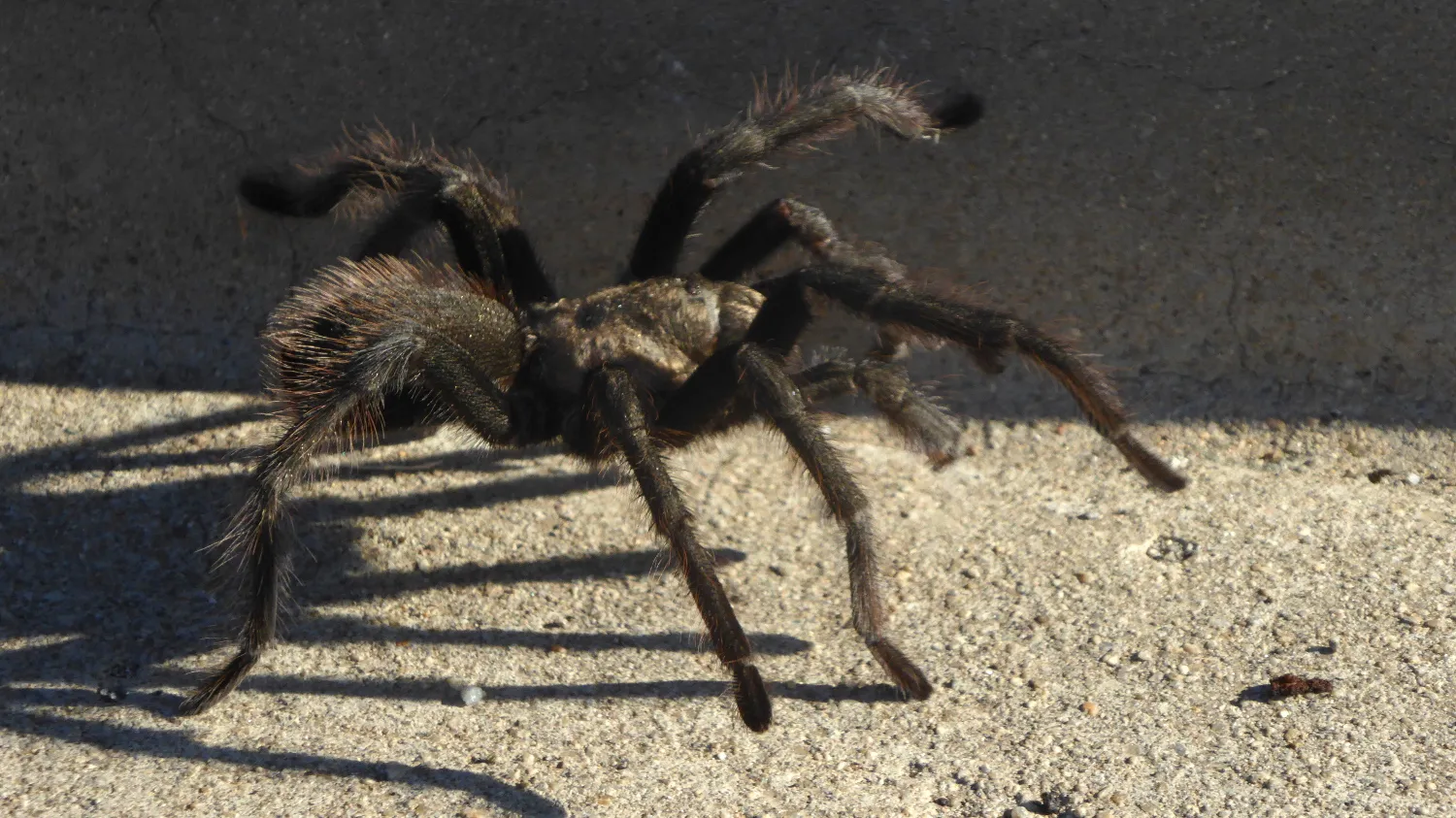 20645 tarantula urdu life cycle