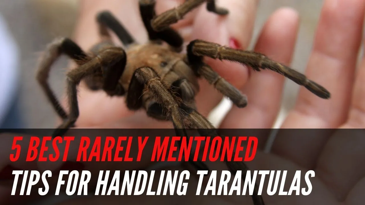 20647 chilean rose hair tarantula