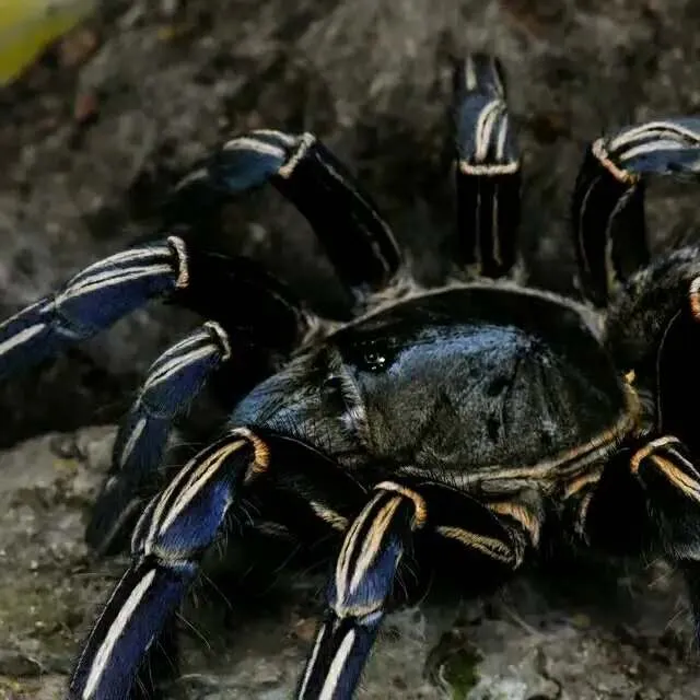 20649 thai zebra tarantula enclosure