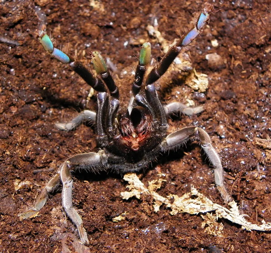 20649 thai zebra tarantula feeding