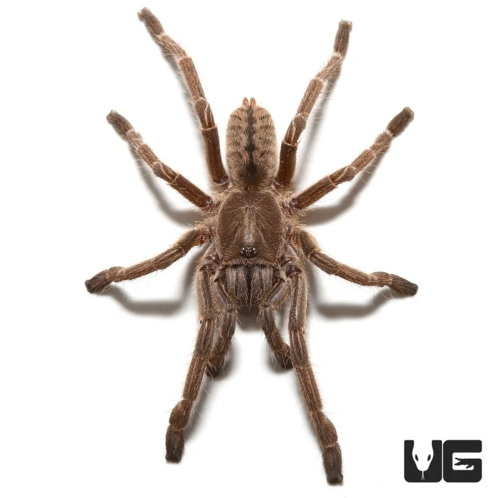 20649 thai zebra tarantula habitat