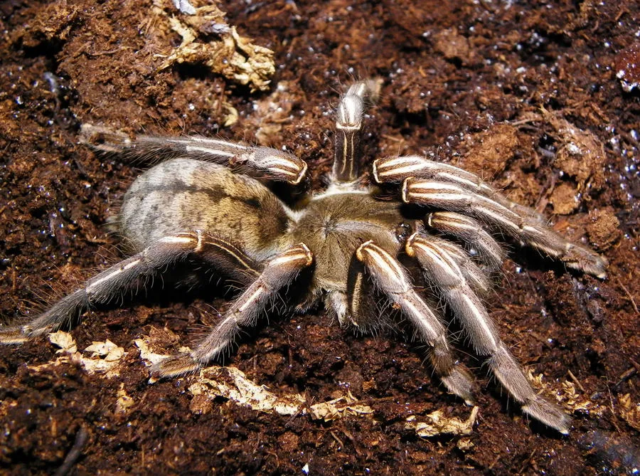 20649 thai zebra tarantula handling