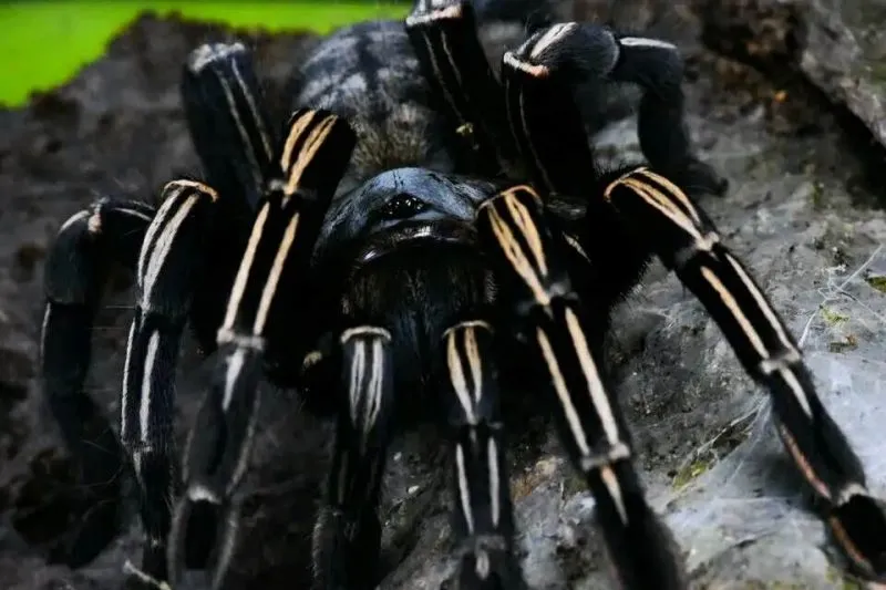 20649 thai zebra tarantula health