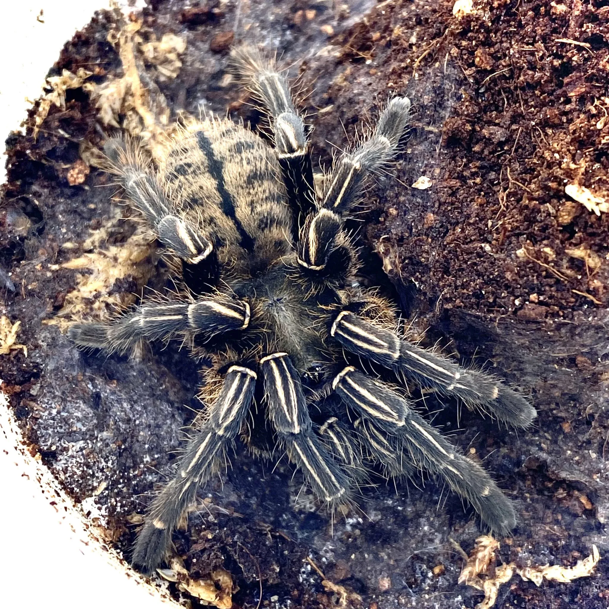 /img/20649-thai-zebra-tarantula-molting.webp