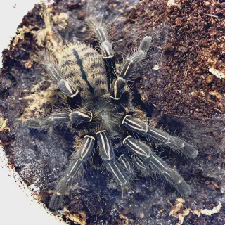 /img/20649-thai-zebra-tarantula-molting.webp