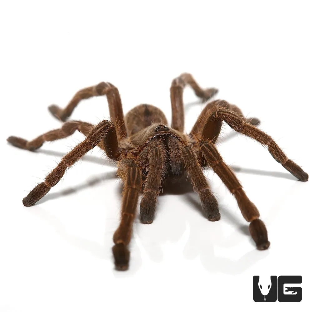 20649 thai zebra tarantula sale